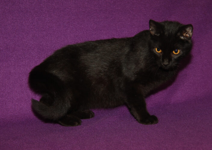 Adopt-a-pet: Tarot